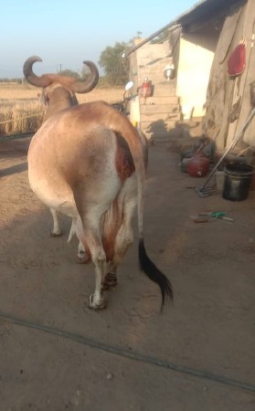 ગાય વેચવાની છે