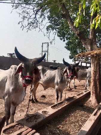 थंबनेल 2