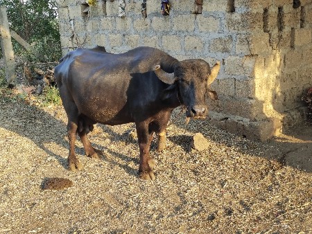 થંબનેલ 2