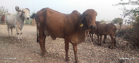 थंबनेल 2