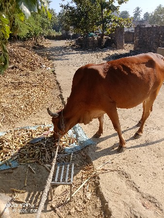 थंबनेल 2