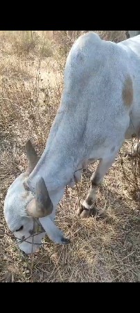 ગાય ના સાટા માં વસેરી લેવા નીસે