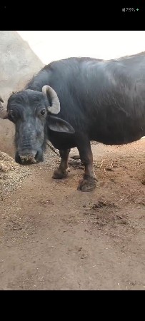 थंबनेल 3