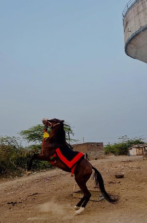 ઘોડો વેચવા નો છે