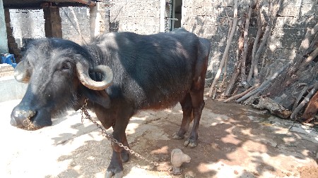 थंबनेल 3