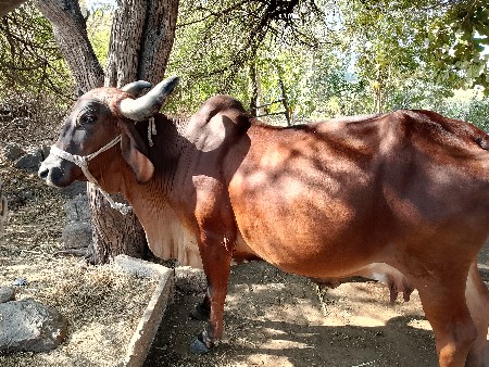 थंबनेल 3