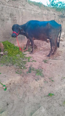 थंबनेल 3