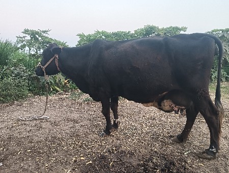 ગાય વેચવાની સે