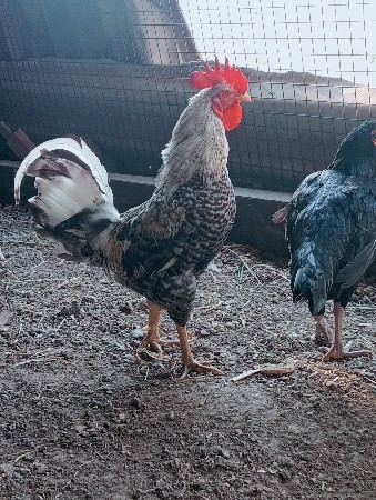 थंबनेल 2