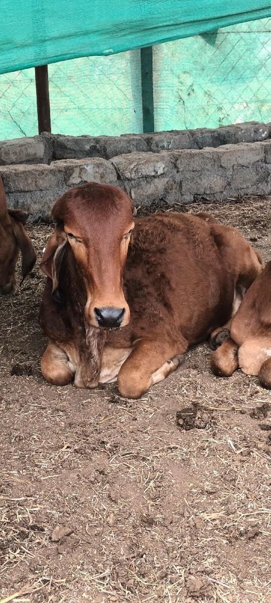 થંબનેલ 3