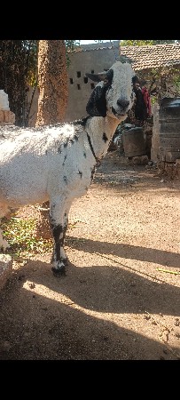 બકરી વેચવાની છે