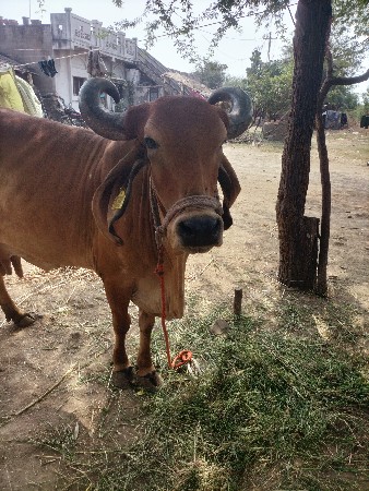 વેચવાની છે વેતર 3 વ્યાણી