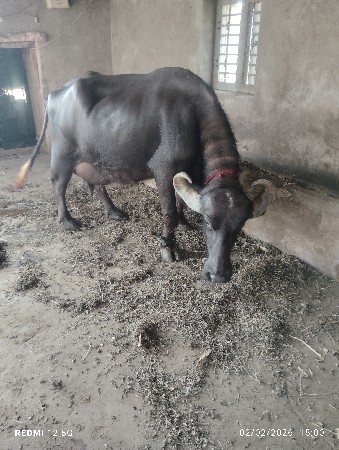 triju vetar 9 litar dhudh