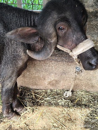 થંબનેલ 3