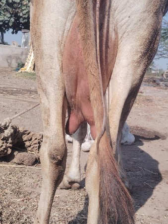 થંબનેલ 2