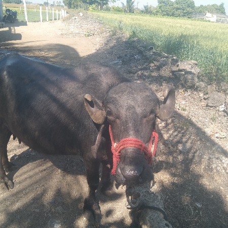 ભેંસ વેચવાની છે