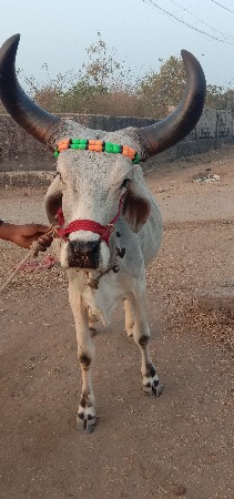 थंबनेल 3