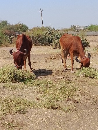 જામનગર જિલ્લો ભાણો તાલુકો ગામ ગોડક