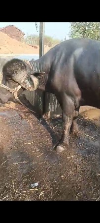 પાડો વેચવા નો છે