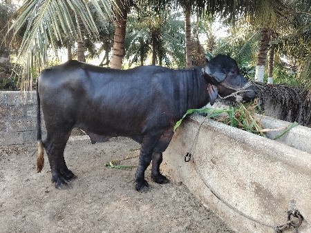 પાડો વેચવાનો છે