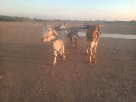 ગોદલા વેચવાના છે