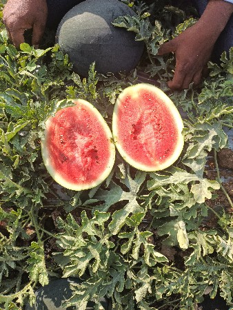 કસરી વેચવાની છે