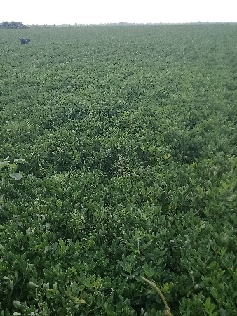 જમીન વેચવા ની