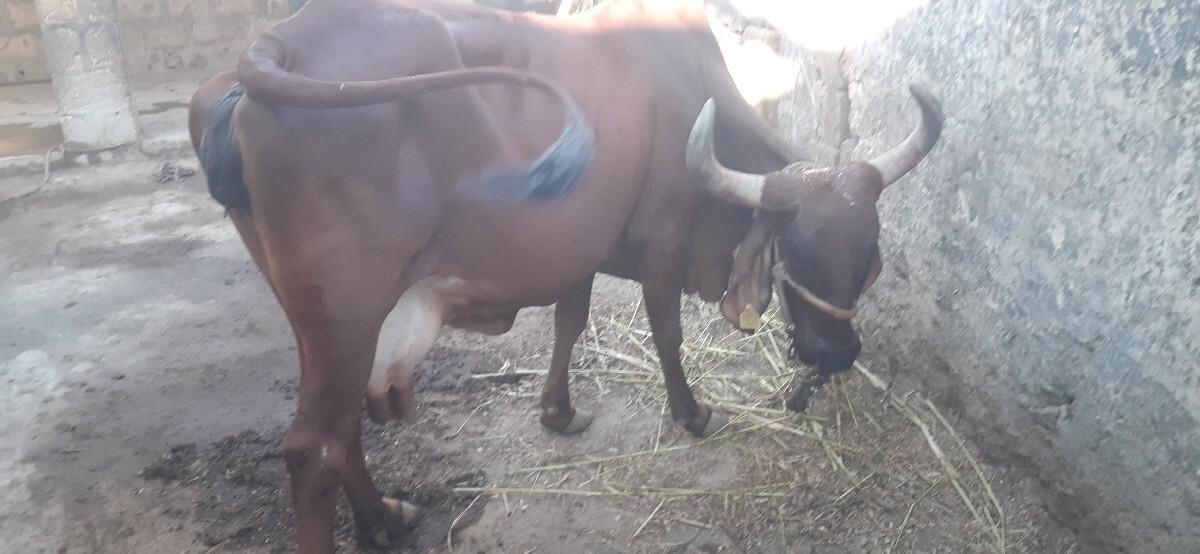 थंबनेल 3