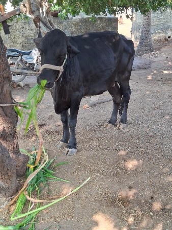 થંબનેલ 2