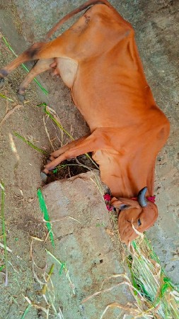 થંબનેલ 2