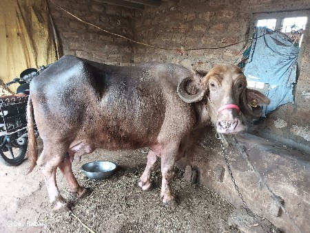 તાજી ભેંસ વેસવાની છે