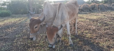 थंबनेल 3