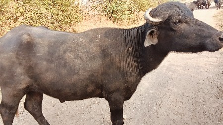 પાડો વેચવાનો છે