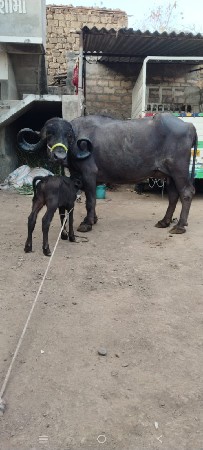 થંબનેલ 2