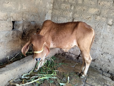 थंबनेल 2