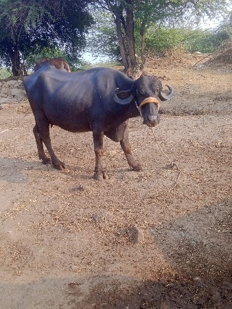 थंबनेल 3