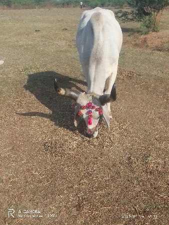 થંબનેલ 2