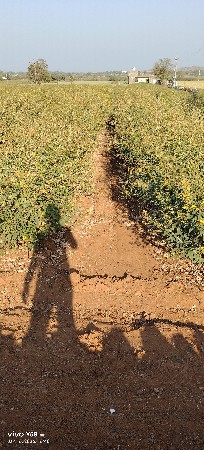 તુવેર રાપલવા માટે કોલ કરો