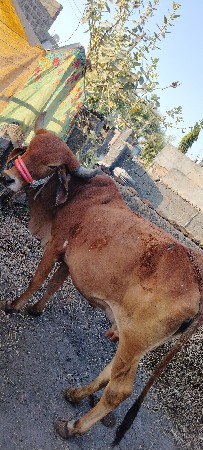 थंबनेल 3