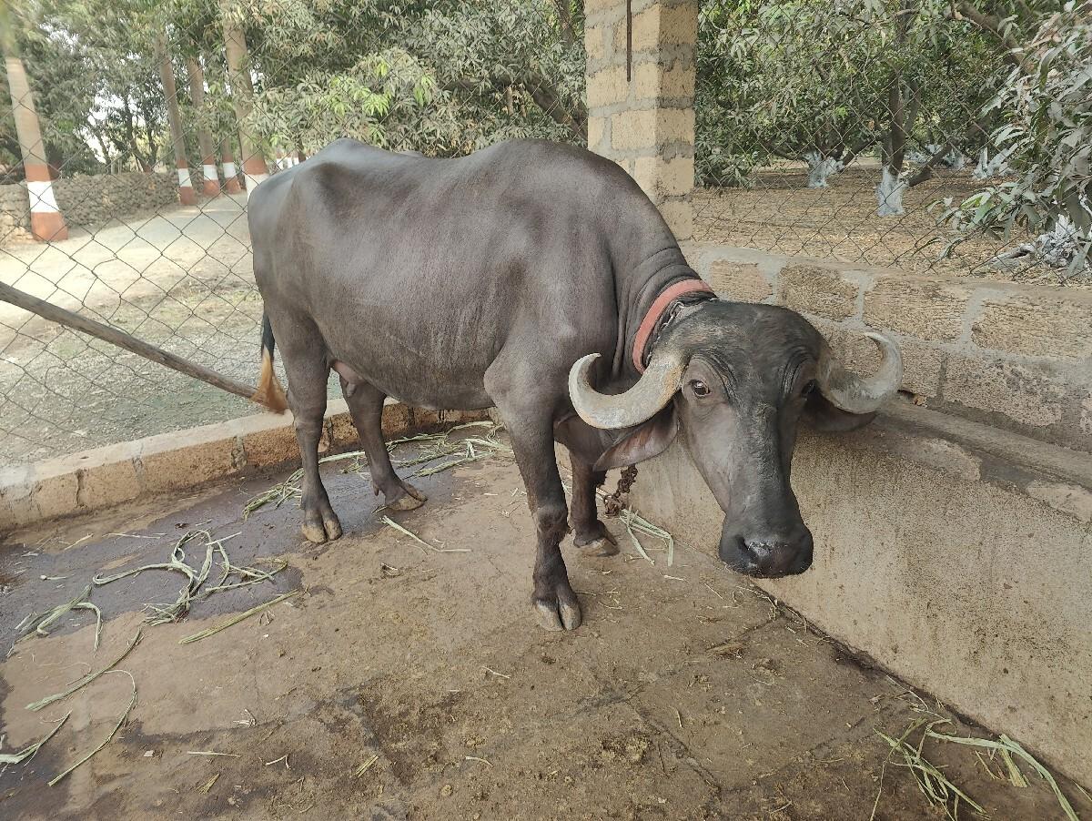 थंबनेल 2