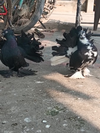 hakda conform jodi devani he