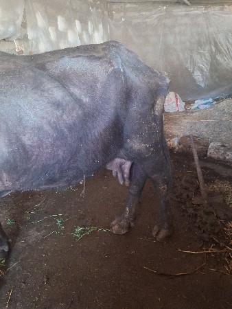 थंबनेल 2