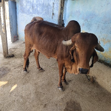 થંબનેલ 2