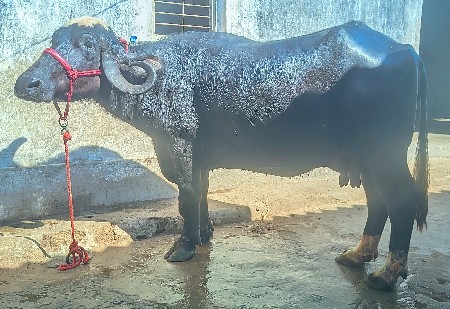 थंबनेल 2