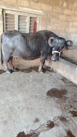 थंबनेल 2