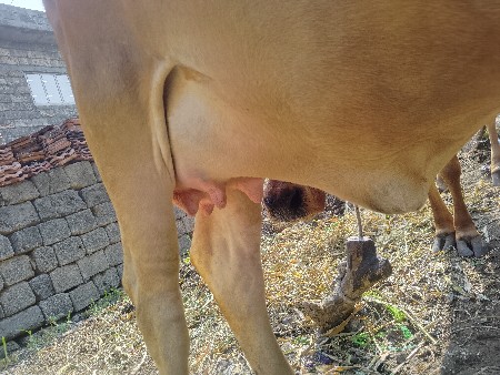 थंबनेल 3