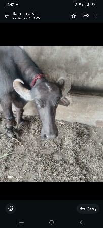 થંબનેલ 3