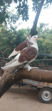 थंबनेल 3