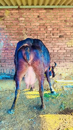 थंबनेल 3