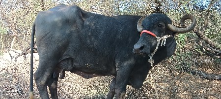 આ ભેંસ વેચવાની છે
